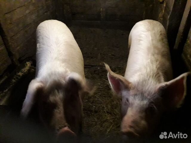 Хряк 4 года и 2 свинки возраст 8 месяцев купить на Зозу.ру - фотография № 2
