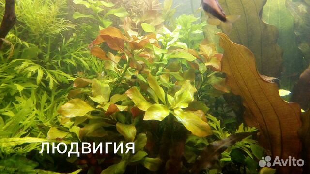 Набор аквариумных растений купить на Зозу.ру - фотография № 6