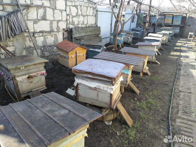 Продаются пчёло-семьи купить на Зозу.ру - фотография № 1