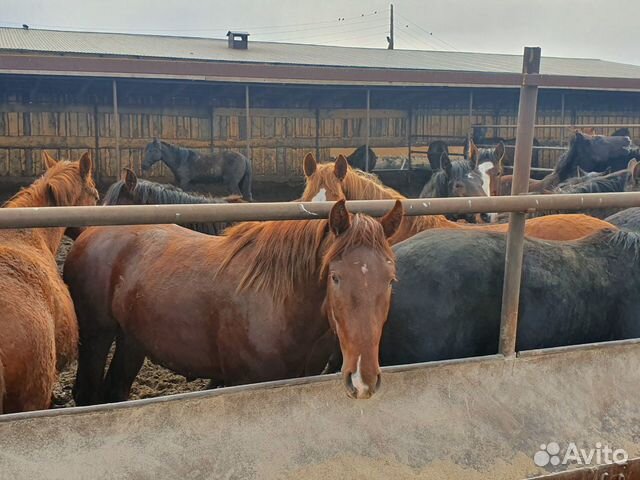 Продаются кони жеребецы с откорма купить на Зозу.ру - фотография № 1