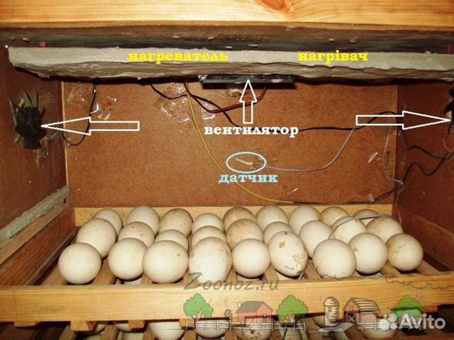 Яйцо,яйца для инкубации купить на Зозу.ру - фотография № 1
