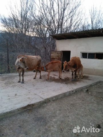 Коровы чистые, здоровые, ухоженные, дойные, с теля купить на Зозу.ру - фотография № 6