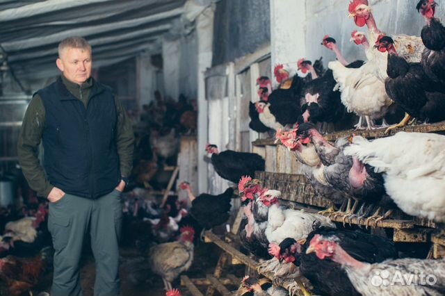 Продается курица возраст 8 мес купить на Зозу.ру - фотография № 8