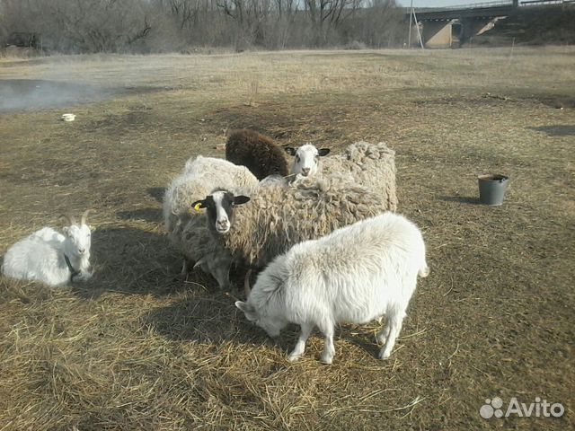 Коза,овечка купить на Зозу.ру - фотография № 2