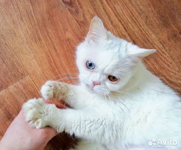 Самая необычная кошка Воронежа