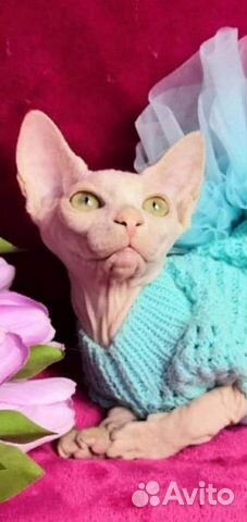 Кошка канадский сфинкс Кошка канадский сфинкс
