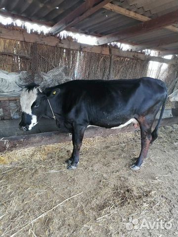 Коровы,телята купить на Зозу.ру - фотография № 4