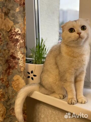 Шотландская вислоухая, 4 года Шотландская вислоухая, 4 года