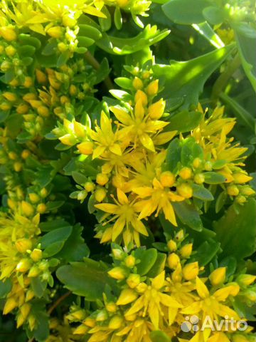 Цветы садовые многолетние