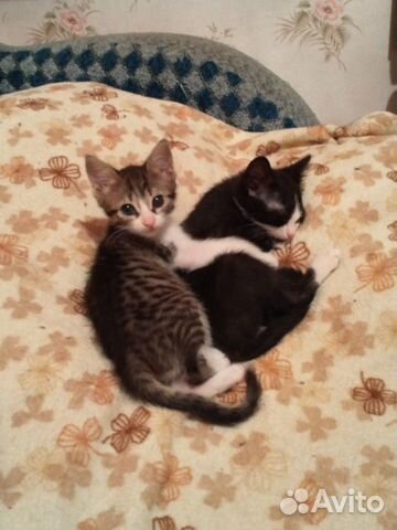 Котята в добрые руки Котята в добрые руки