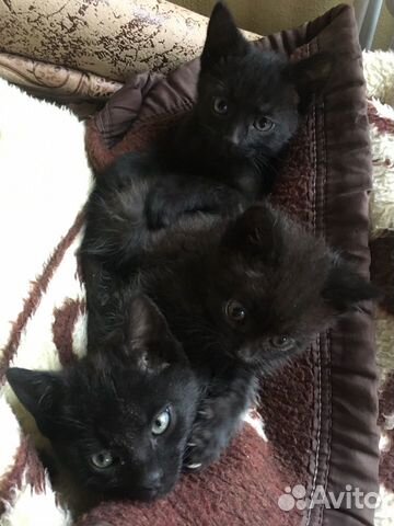 Котята Котята