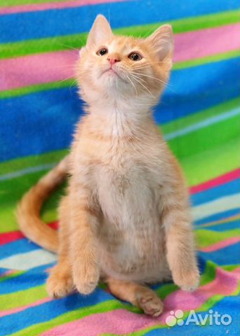 Смайлик - рыжий мальчуган Смайлик - рыжий мальчуган