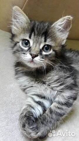 Котик в добрые руки. 2 месяца Котик в добрые руки. 2 месяца