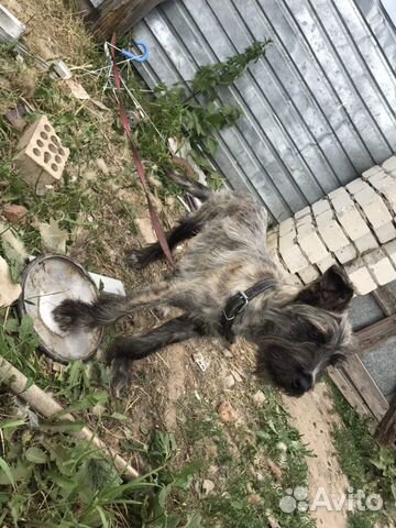 Отдам в добрые руки