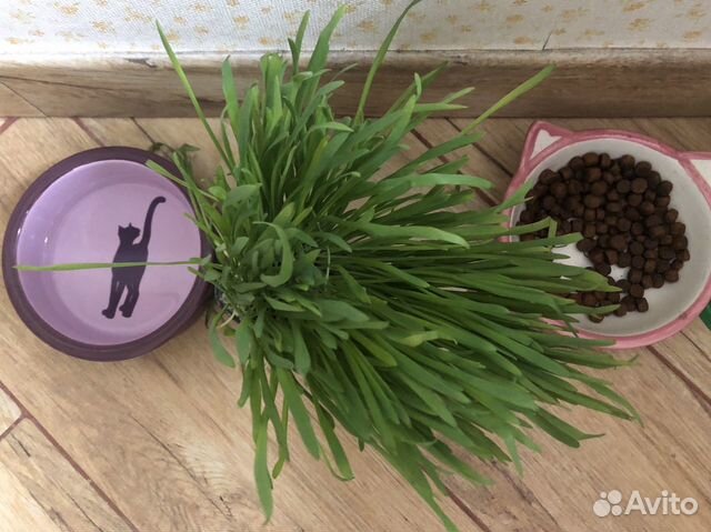 Травка для кошки. Вкусная Травка для кошки. Вкусная