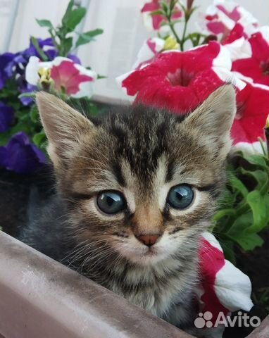 Котята в добрые руки Котята в добрые руки