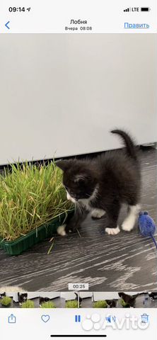 Умничка Вилли Умничка Вилли