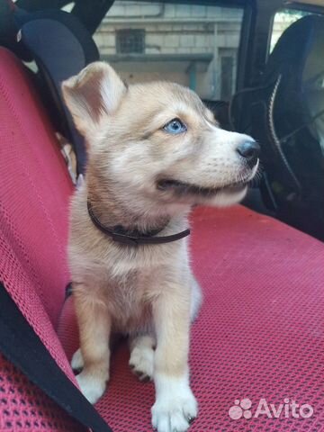 Сибирская хаски(метис)