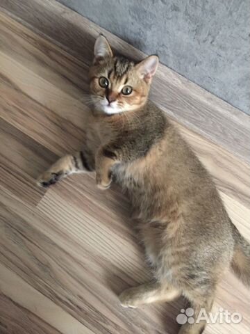 Кошка Кошка