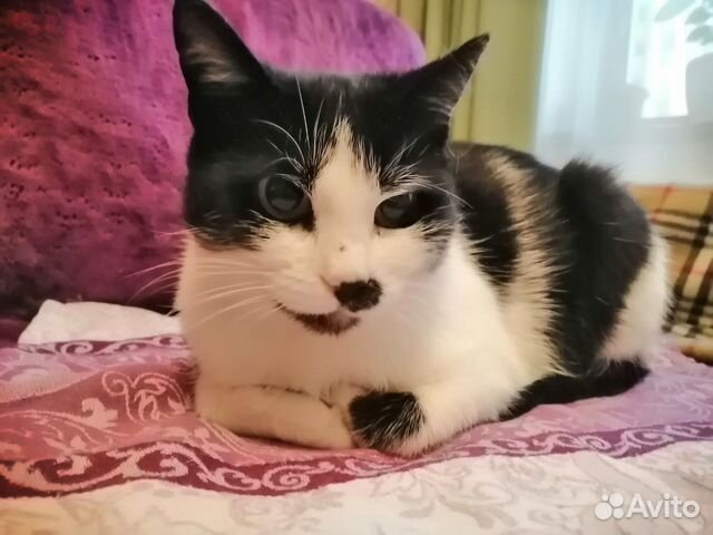 Молоденькая кошечка Чапа около 1 года ищет дом Молоденькая кошечка Чапа около 1 года ищет дом