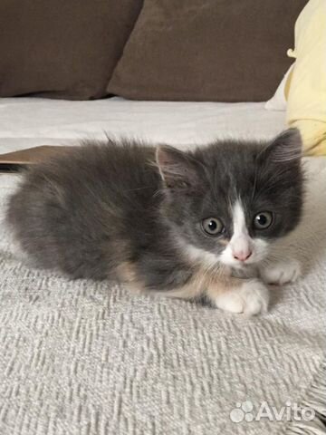 Котёнок в добрые руки Котёнок в добрые руки