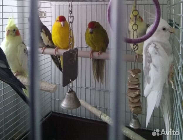 Попугаи домашние разные, птенцы и взрослые