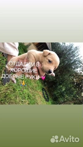 Собака