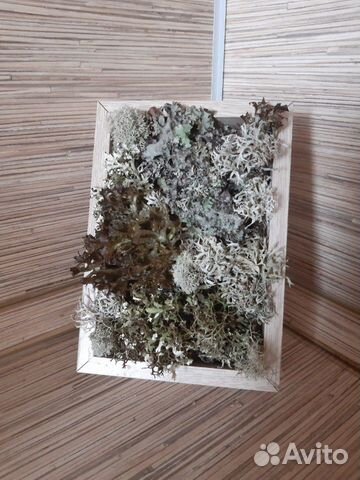 Панно из цетрарии