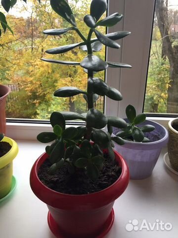 Толстянка (красула)