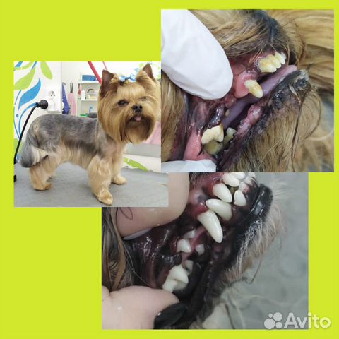 Чистка зубов собакам ультразвуком