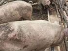 Свиньи домашние на мясо