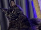 Кот Мейн-кун приглашает на вязку объявление продам