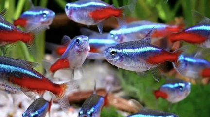 Неон голубой