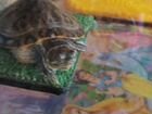 Черепаха водная объявление продам