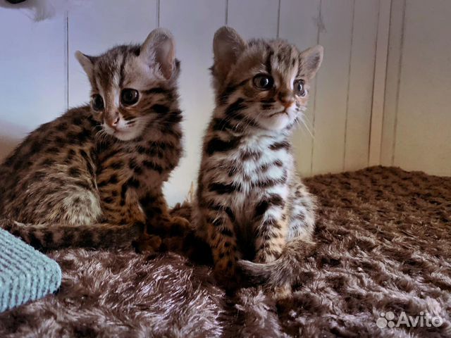 Азиатско леопардовые кошки.девочки и мальчики