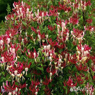 Каприфоль лианы цветы множество садовых кустарник