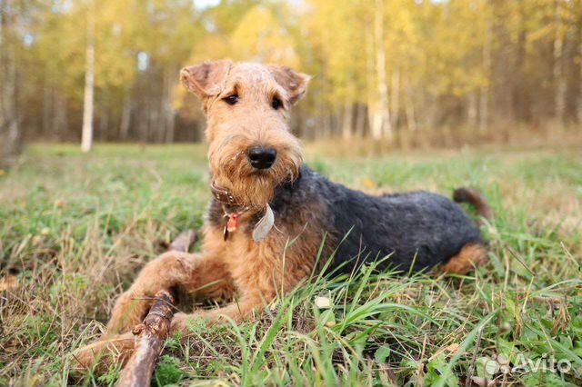 Выгул собак и зооняня