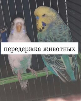 Передержка животных