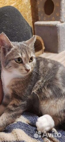 Милая кошечка Гита ищет родителей