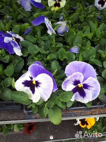 Рассада цветов и овощей