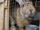 Кролики: фландры объявление продам