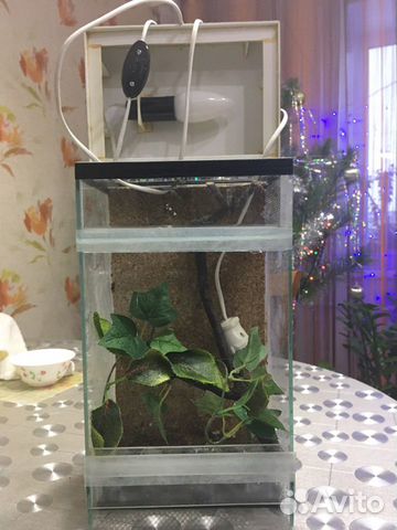 Террариум паучатник