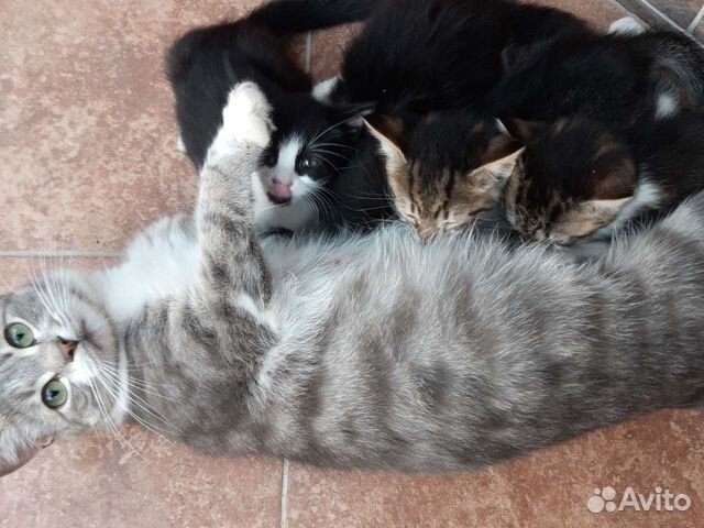 Кошки анапа. Котенок анапа авито. Котятам. Котенок анапа авито. Коты породы рэгдолл.