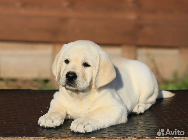 Лабрадор ретривер щенки палевые и шоколад