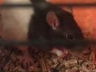 Крысы декоративные с клеткой объявление продам