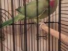 Ручной говорящий попугай