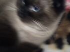 Кошка шатланска-сиамская