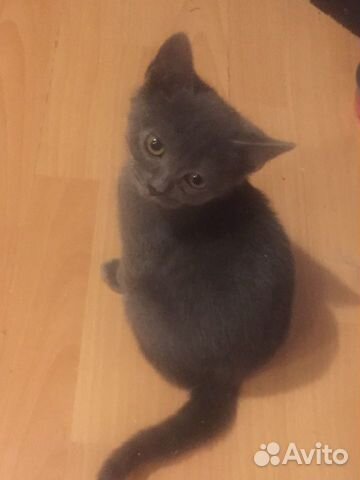 Британские котята