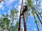 Дендролог Специалист по деревьям Лесопатолог объявление продам