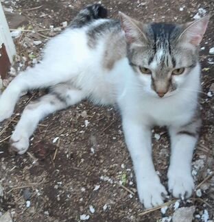 Мальчишка Сема ищет дом и заботливые ручки